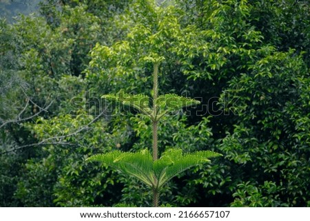 layered plant in beautiful nature