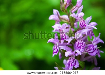 Dactylorhiza fuchsii, the common spotted orchid on a mountain meadow. Royalty-Free Stock Photo #2166664017
