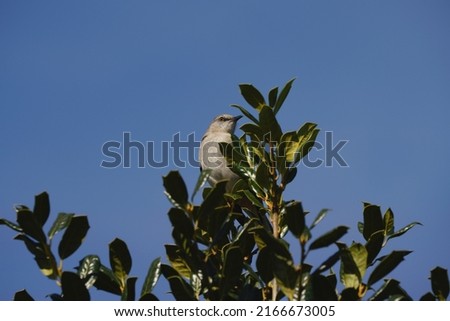 Mocking bird perched in a tree.                        