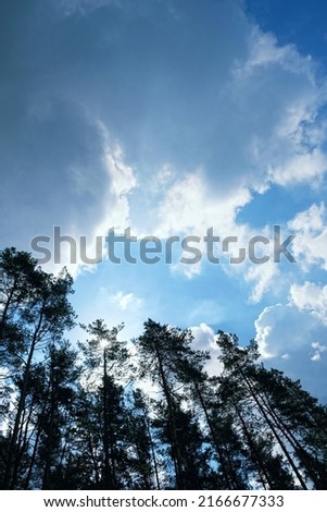 Dark silhouettes of forest trees standing out against cloudy blue sky. Harmony peaceful atmosphere forest landscape. beautiful wildlife, travel, adventure mood