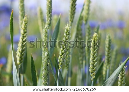Grain and wheat grows in a field in Ukraine from which to eat.