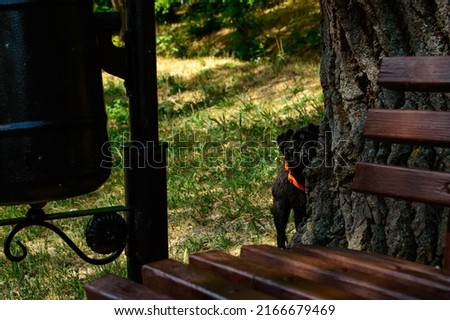 Young black pug peeking out from behind a tree in a park. Focus on a dog. Bench and urn in the foreground. Background picture.