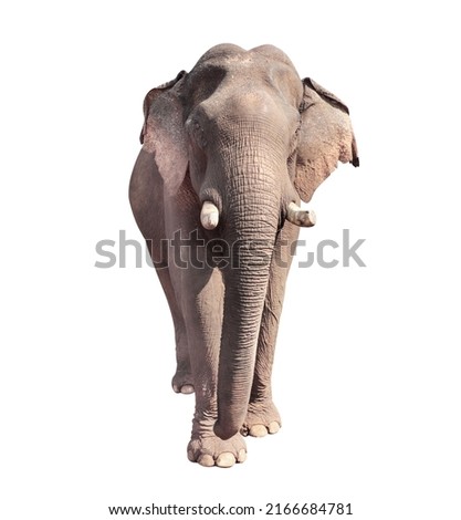 Walking elephant (Elephas maximus). Isolated on white background Royalty-Free Stock Photo #2166684781