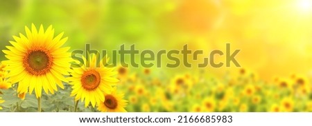 Sunflower on blurred sunny nature background. Horizontal agriculture summer banner with sunflowers field. Organic food production. Harvest of farm product. Oilseed crop. Copy space for text Royalty-Free Stock Photo #2166685983