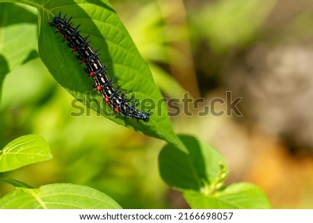 Caterpillar named thorn caterpillar which has a color combination of black and striking red circles, foraging on Chinese violet plants