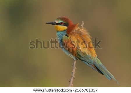 The European bee-eater is a near passerine bird in the bee-eater family, Meropidae. It breeds in southern Europe and in parts of north Africa and western Asia. It is strongly migratory.