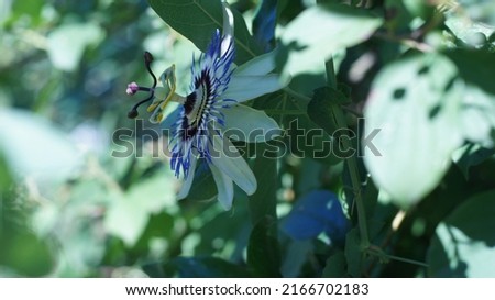 Blue Passion flower (Passiflora), at the park. White light blue flowers.