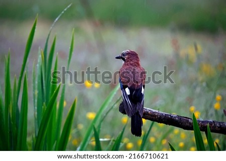 Eurasian jay foraging for food in a meadow during a rain shower