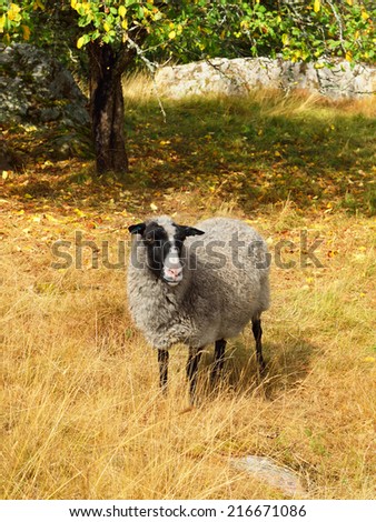 Cute sheep on autumn lawn