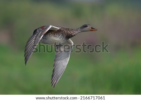 The gadwall is a common and widespread dabbling duck in the family Anatidae. Scientific name of gadwall is'Mareca strepera' High Quality Photo.