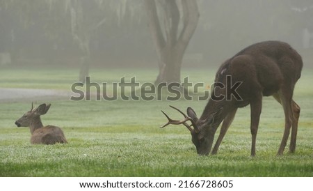 Two wild deers male with antlers and female grazing on green lawn in foggy weather. Couple or pair of animals on grass, Monterey wildlife, California nature, USA. Herbivore hoofed mammals with horns. Royalty-Free Stock Photo #2166728605