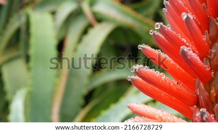 Red aloe flower in dew or rain drops, fresh juicy wet plant leaves in raindrops or droplets. California succulent flora in spring morning garden. Bloom, tropical blossom or inflorescence of aloe vera.