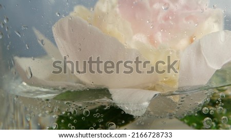 Peony flower spring bloom, light pink floral blossom, paeony bud close up. Springtime botanical background. Fresh tender delicate petals, water with bubbles, spring flora. Pastel paeonia inflorescence Royalty-Free Stock Photo #2166728733