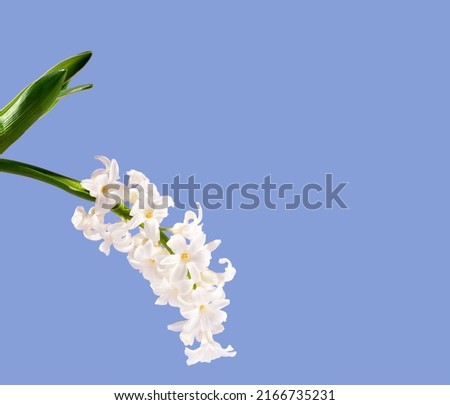 Flowers composition. White hyacinth on a blue background. Concept spring postcard, greeting card wedding, birthday, mother's day, international women's day. Flat lay, copy space, vertical.