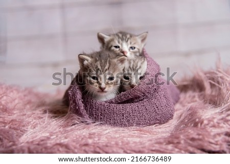 Baby Grey Gray Brown Silver Tabby Kittens Newborn Studio Cats Pink Fuzzy Soft Cute Adorable Babies Kitties