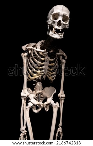 Human skeleton on a black background isolated.