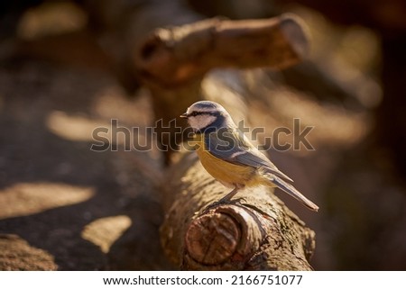 Titmouse on a branch in the forest with a blurred background.