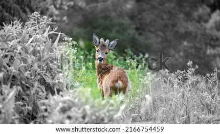 Deer caught looking straight at the camera, while grazing a hillside meadow in Stockholm. The deer is colorized, and the surrounding area is in black and white. Book cover concept.
