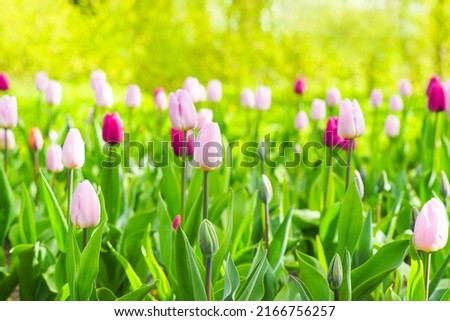 Beautiful spring garden bathed in sunlight, a flowerbed of pink and purple tulips