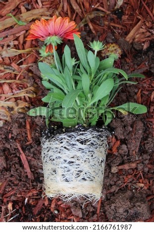 A Young Blanket Flower Plant with Severely Bound Roots Royalty-Free Stock Photo #2166761987