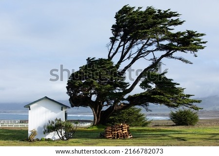 California Coast, Pacific Highway, weathered trees and a small white house. Royalty-Free Stock Photo #2166782073