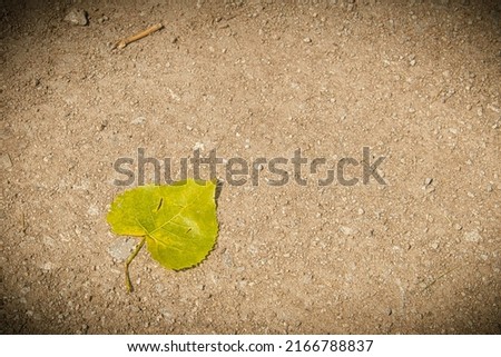 Single leaf on dry gravel with vignetting added to edges. 