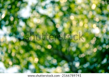 Blur background green park garden nature bright sunny forest. Blurry outdoor park in spring time glowing shinny day template with sunlight bokeh. Abstract blurred background banner copy space. Royalty-Free Stock Photo #2166789741