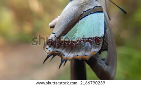 The macrophotography of a butterfly in nature. Butterfly wings macro close up. Polyura athamas, the common nawab butterfly. Macro photography ideas