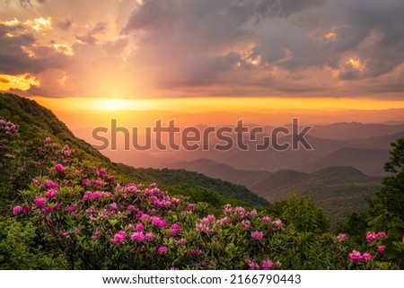 The Great Craggy Mountains along the Blue Ridge Parkway in North Carolina, USA with Catawba Rhododendron during a spring season sunset. Royalty-Free Stock Photo #2166790443