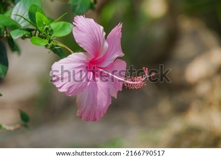 pink shoe flower is Hibiscus rosa sinensis blooming 
