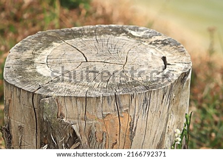 tree stump that has been cut down but has not reached the roots. so it can be used as a seat Royalty-Free Stock Photo #2166792371