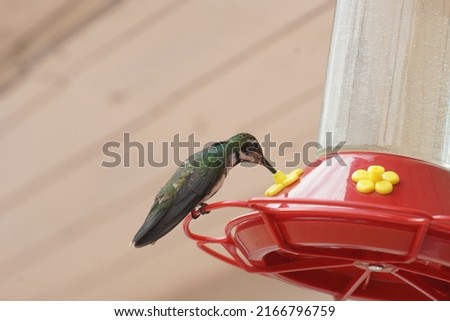 colorful hummingbird photo drinking water