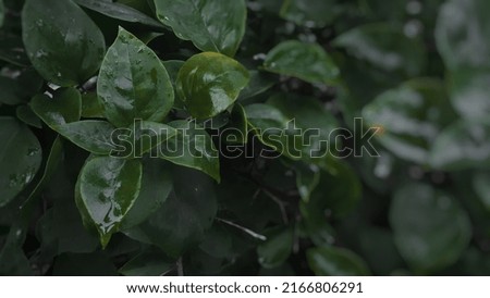 Leaves of the Bougainvillea plant, a genus of thorny ornamental vines, bushes, and trees belonging to the four o' clock family, Nyctaginaceae. It is native to eastern South America, found from Brazil