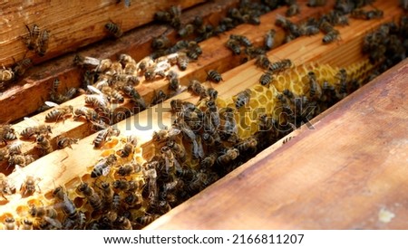 Bees in a hive crawl on wooden frames with honey. Honeycombs are visible. Organic honey production Royalty-Free Stock Photo #2166811207