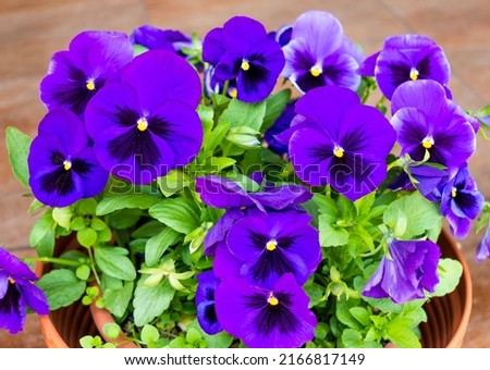 Flower bed with many small vibrant violet or purple soft  blooming garden pansy flowers (viola bicolor) with dark stains on the petals in a summer or spring garden in June in Poland