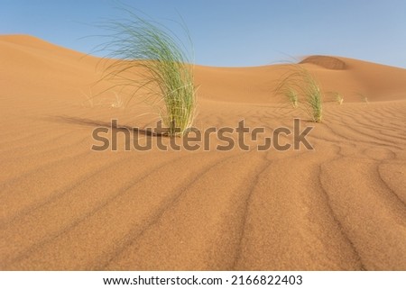 Herbs in sandy desert of erg Chebbi. Merzouga, Morocco. Royalty-Free Stock Photo #2166822403