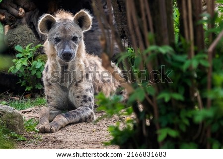 Spotted hyena (Crocuta Crocuta) lying in the grass.