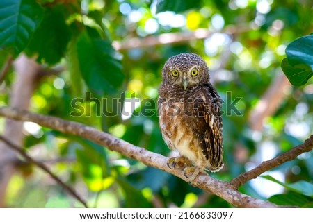 Brown Eagle Owl.An eagle owl on Green blurred background.Great gray owl on a branch.