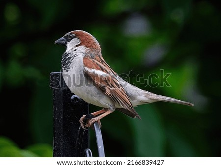 This is a picture of beautiful bird.This is a picture of sparrow.