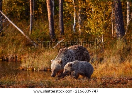 Bear with young drink water from forest lake. Autumn evening wildlife, Finland in Europe. Nature wildlife. 