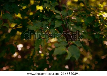 Green tree branches in the summer forest. Botanical background.
