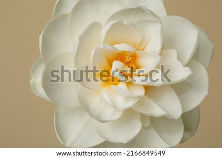 Delicate ivory narcissus flower isolated on beige background.