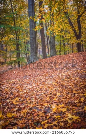 autumn forest views with yellow leaves