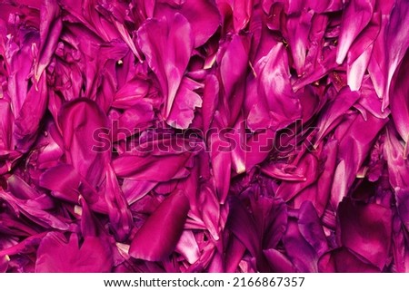 Beautiful floral background from burgundy peonies. Tender flowers petals in vintage toned.