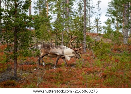 Gorgeous big male reindeer (Rangifer tarandus)walking alone in colorful autumnal taiga forest at Finnish Lapland, Northern Europe