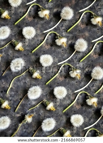 Fluffy dandelion on a black concrete background. Blowball pattern.