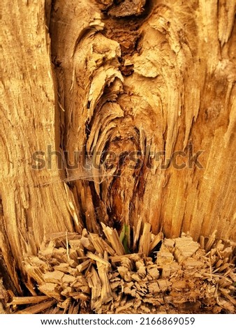 Close up of the rotten bark of the tree is eaten away by termites with cobwebs. The sick tree. Textured wooden background.
