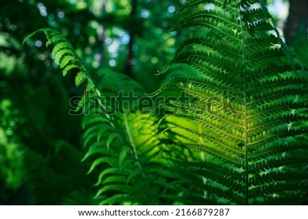 Beautiful fern leaves in sun light, green foliage natural foliage, fern flower background. Sunlight at sunset in a Scandinavian forest. selective focus