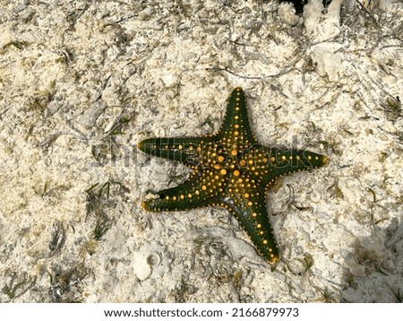 Yellow green starfish during a low tide in Zanzibar Africa.