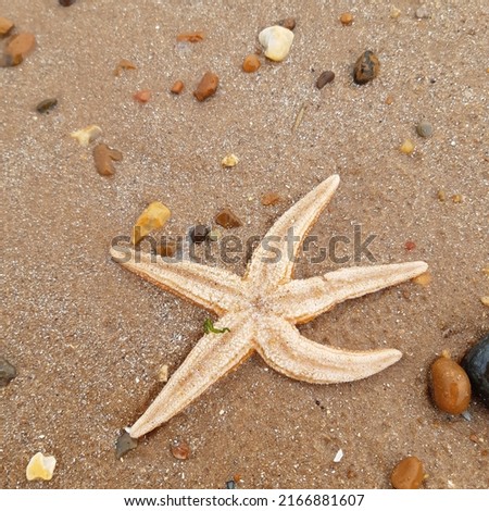 Starfish or sea stars are star-shaped echinoderms belonging to the class Asteroidea. Starfish on the beach in Landguard nature reserve in Felixstowe, Suffolk, East Anglia,  England, Europe. Royalty-Free Stock Photo #2166881607
